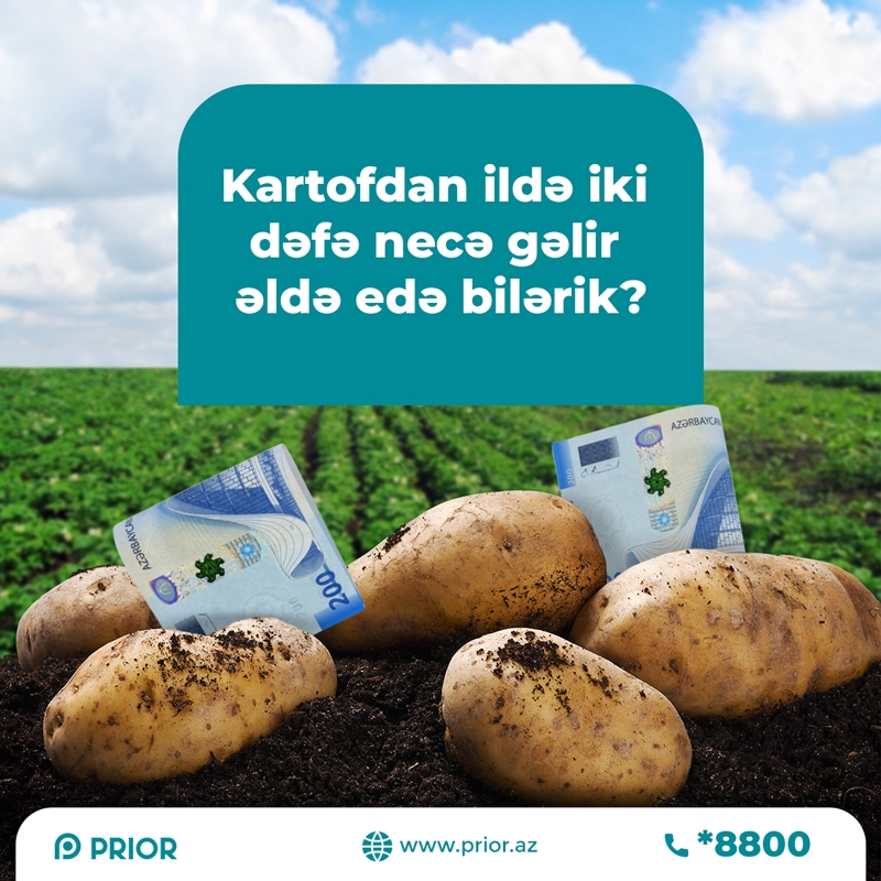 Kartofdan ildə iki dəfə necə gəlir əldə edə bilərik ?