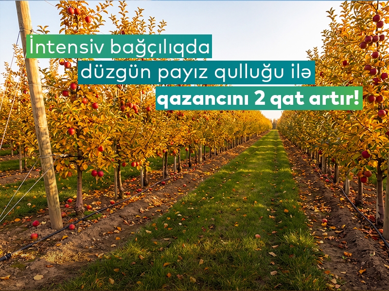 intensiv-bagchiliqda-duzgun-payiz-qullugu-ile-qazancini-2-qat-artir