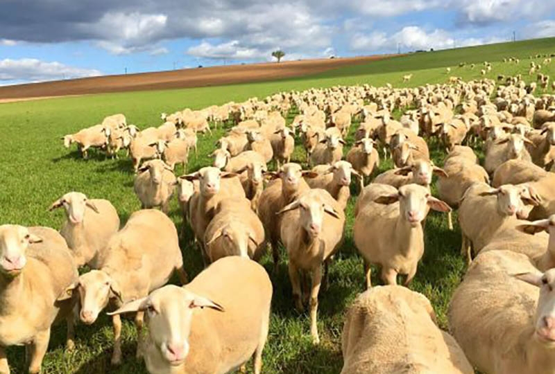 The benefits of French cheese to Azerbaijani farmers - increased employment and additional income