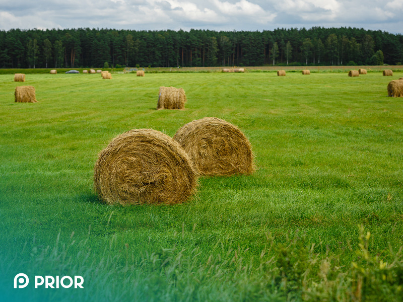 Technology of preparation of grass in fodder