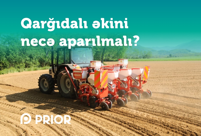 Qarğıdalı əkini necə aparılmalı?